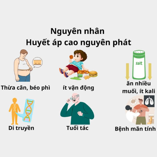 Nguyên nhân cao huyết áp nguyên phát_7