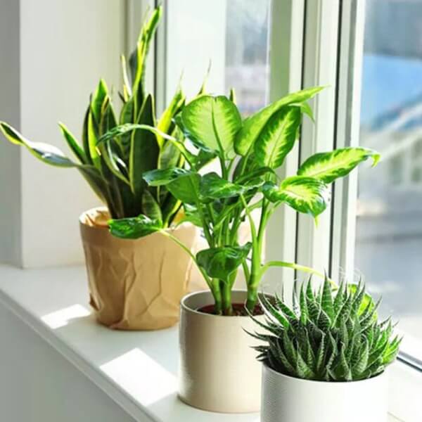 Trồng cây xanh trong phòng giảm CO2 tích tụ trong phòng kín_5