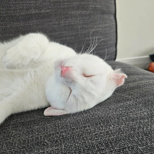 Giữ vật nuôi ngoài đồ nội thất_3