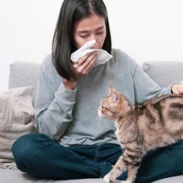 Lông mèo vào phổi có sao không_4