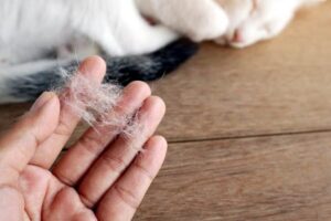Tác hại của lông mèo với bà bầu và cách xử lý hiệu quả_1
