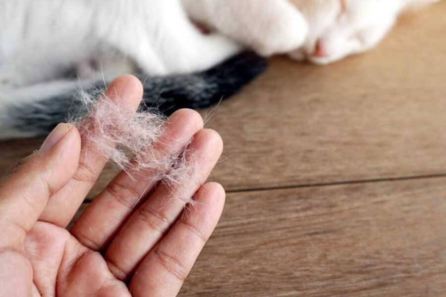Tác hại của lông mèo với bà bầu và cách xử lý hiệu quả_1