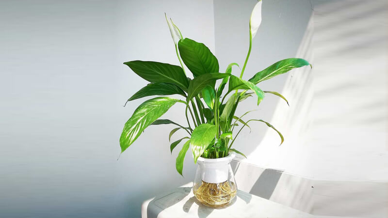 Cây lọc không khí trong phòng ngủ - cây lan ý