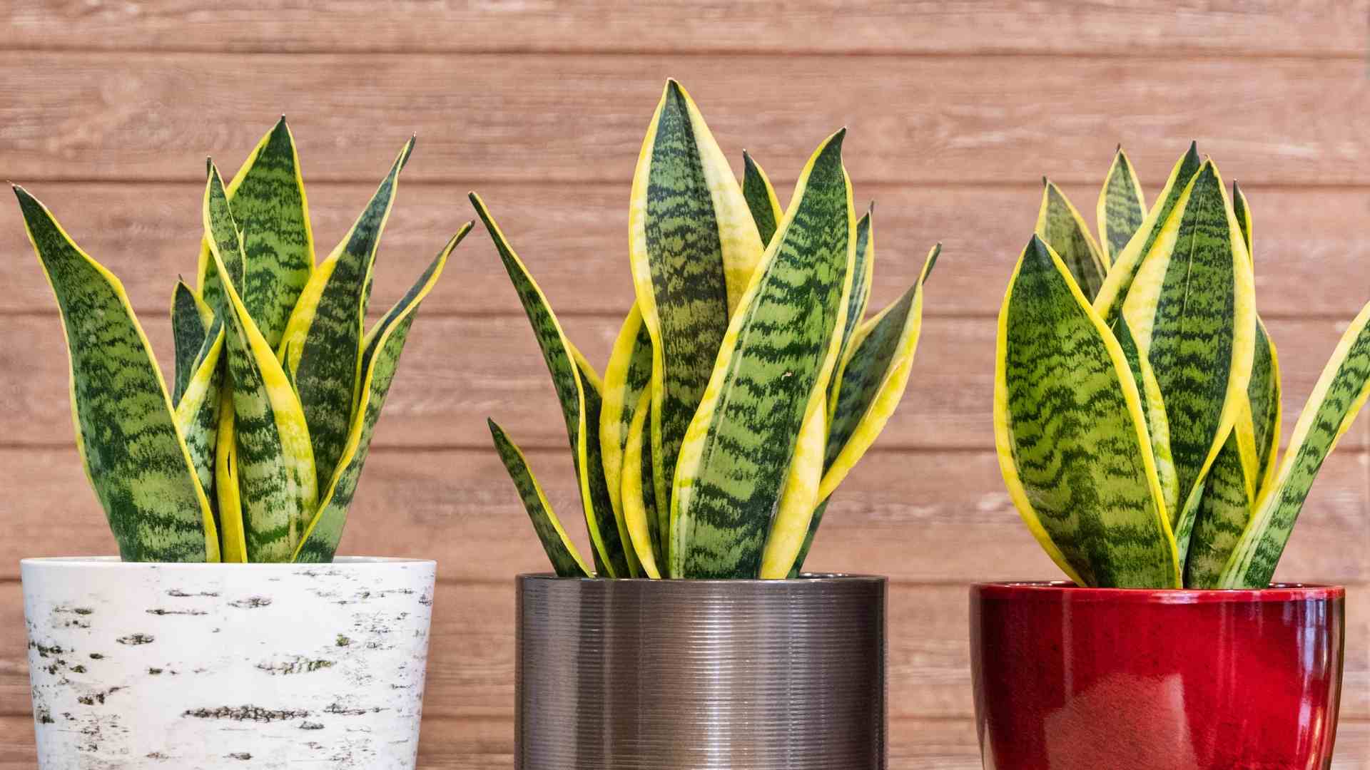 Cây lọc không khí trong phòng ngủ - cây lưỡi hổ