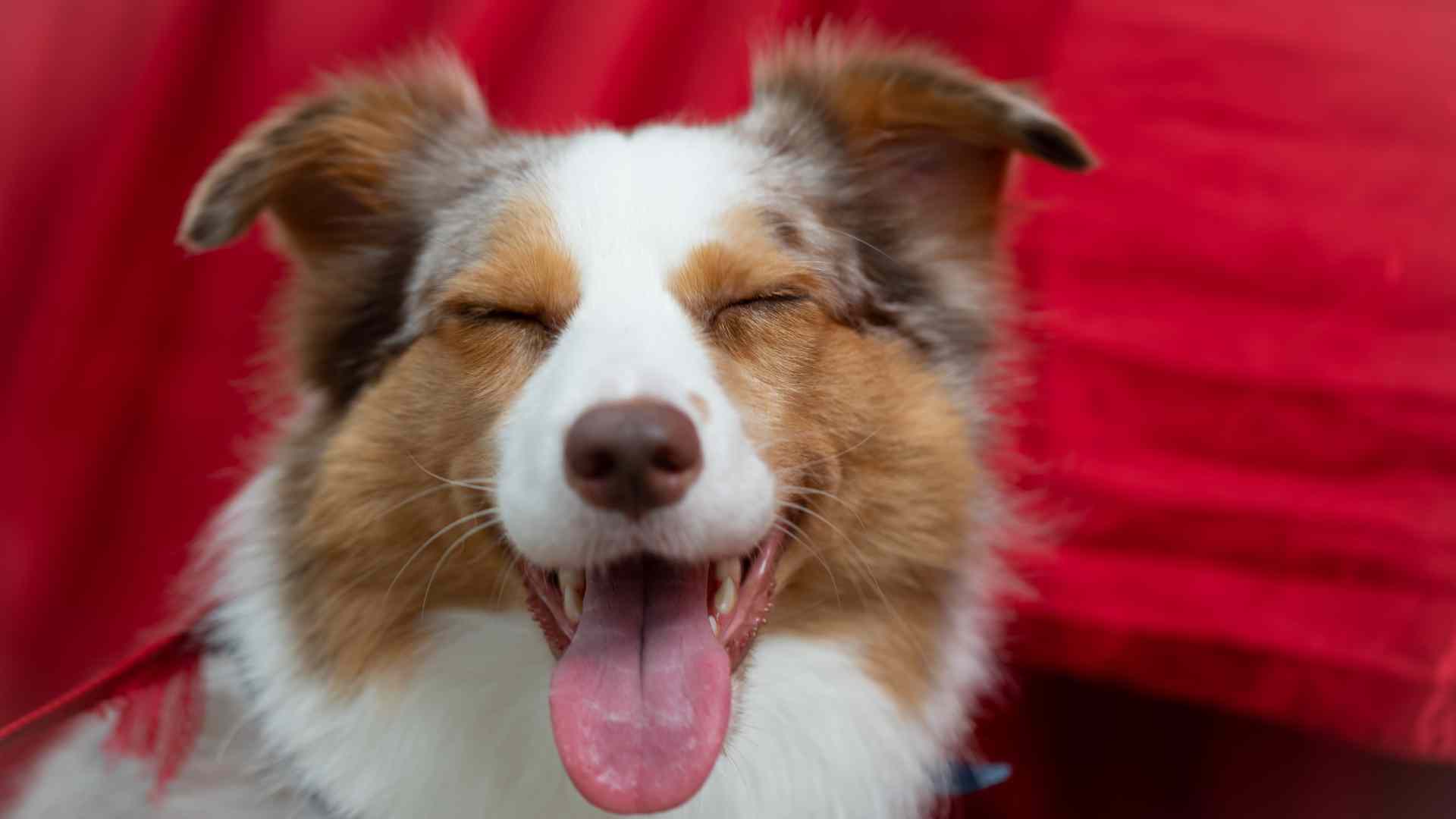 Những mùi máy lọc không khí có thể khử trong nhà