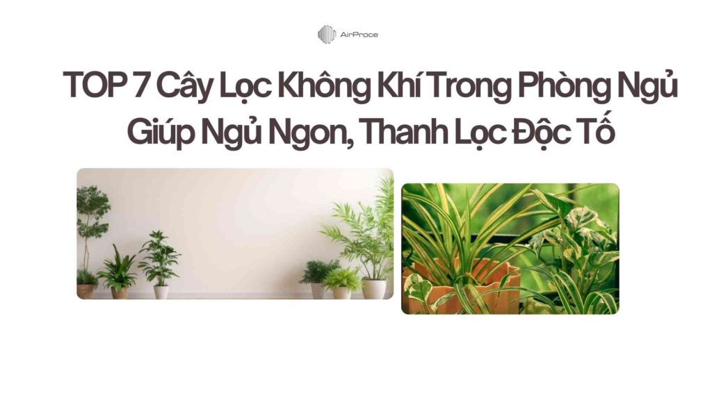 TOP 7 Cây Lọc Không Khí Trong Phòng Ngủ Giúp Ngủ Ngon, Thanh Lọc Độc Tố