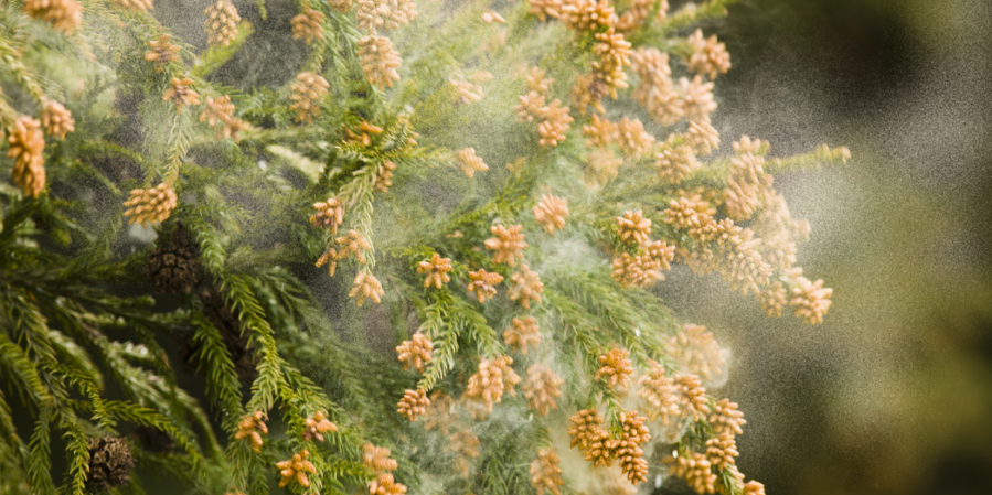 4 Lý Do Bị Hen Suyễn Thường Gặp & Cách Bảo Vệ Sức Khỏe Hô Hấp 2 Phấn hoa là 1 trong những lý do hen suyễn