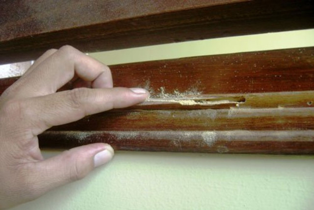 Gỗ mdf có bị mối không?