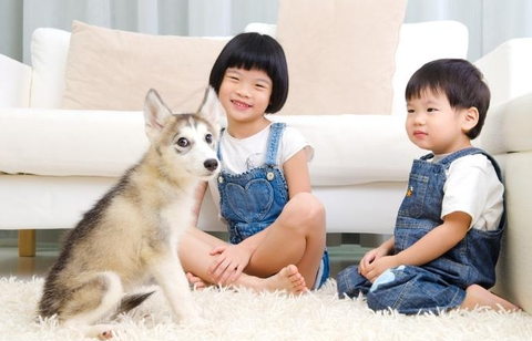 Máy lọc không khí thú cưng: Giải pháp xử lý lông và mùi hiệu quả 2 Vì sao nhà nuôi thú cưng cần dùng máy lọc không khí?