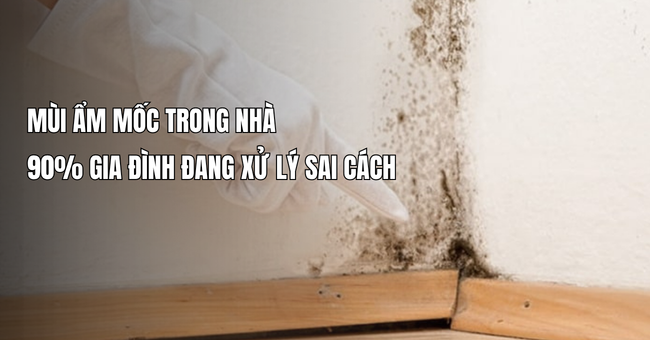 90% gia đình xử lý sai mùi ẩm mốc trong nhà – Bạn có nằm trong số đó? 1 90% gia đình xử lý sai mùi ẩm mốc trong nhà