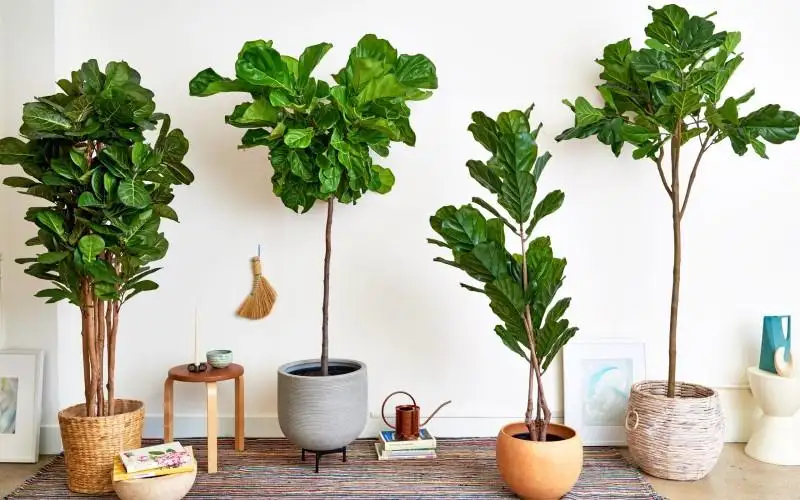 Xử lý nhà ngột ngạt hiệu quả: 5 cách đơn giản giúp không gian luôn thông thoáng 4 Bổ sung cây xanh trong không gian sống để xử lý nhà ngột ngạt