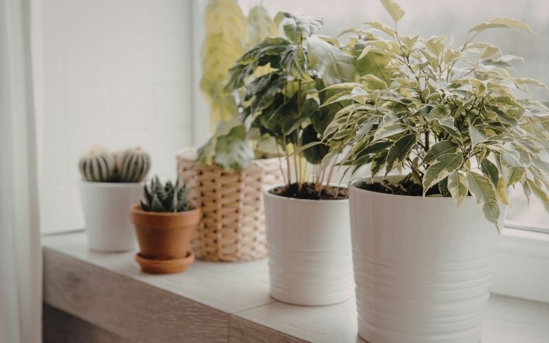 Sử dụng cây xanh (ở mức hỗ trợ)